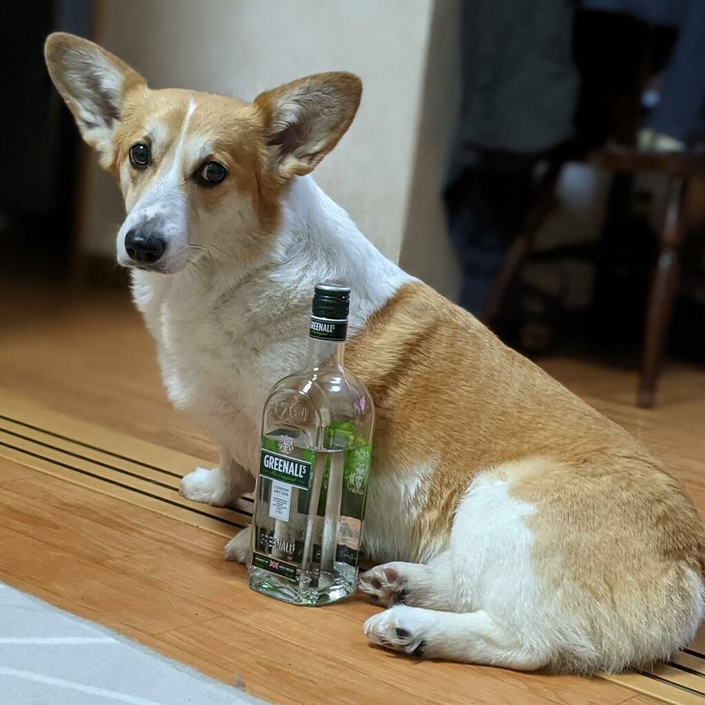 Kchshy's tweet photo. 本日の #晩酌 #greenalls #コーギー #corgi https://t.co/lxF4wxH3Wu