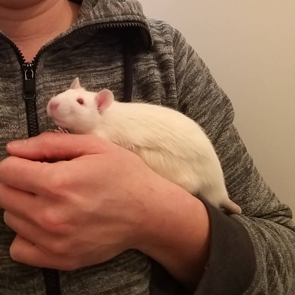 notrattenhilfe's tweet photo. Unser gestriger Neueinzug: Ein junger  Bock, der schon einiges mitgemacht hat. 
#ratten #farbratten
#albino https://t.co/olmZBINxAH