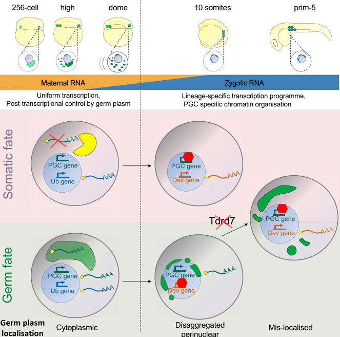 ferencmueller (@ferencmueller) on Twitter photo Please check out our paper in Developmental Cell (bit.ly/2Pu7xdP) on the 2 phases of chromatin accessibility and genome activation in zebrafish PGCs. By <a href="/FabioDorazio/">Fabio M. D'Orazio</a> with <a href="/PiotrBalwierz/">Piotr Balwierz</a> <a href="/Circe777/">Circe 🌻</a> and contributions <a href="/splendidsunjane/">Yixuan Guo</a> B Cairns @vaquerizas <a href="/BorisLenhard/">Boris Lenhard</a> labs Please check out our paper in Developmental Cell (bit.ly/2Pu7xdP) on the 2 phases of chromatin accessibility and genome activation in zebrafish PGCs. By <a href="/FabioDorazio/">Fabio M. D'Orazio</a> with <a href="/PiotrBalwierz/">Piotr Balwierz</a> <a href="/Circe777/">Circe 🌻</a> and contributions <a href="/splendidsunjane/">Yixuan Guo</a> B Cairns @vaquerizas <a href="/BorisLenhard/">Boris Lenhard</a> labs