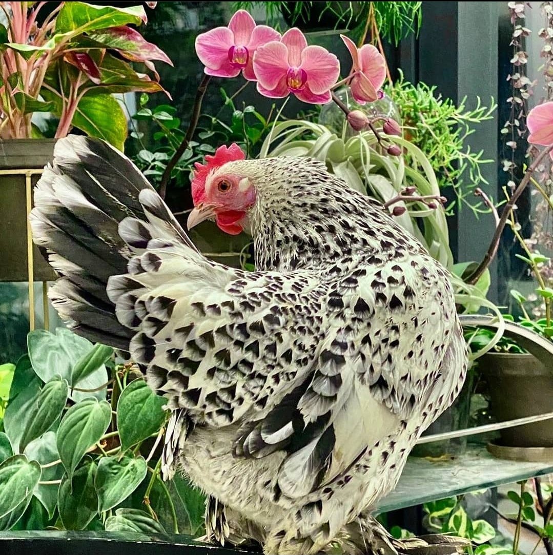 PottedPetPals's tweet photo. Claire wishing you a Happy Friday 🐓🌱 https://t.co/P4jVTNeRVD