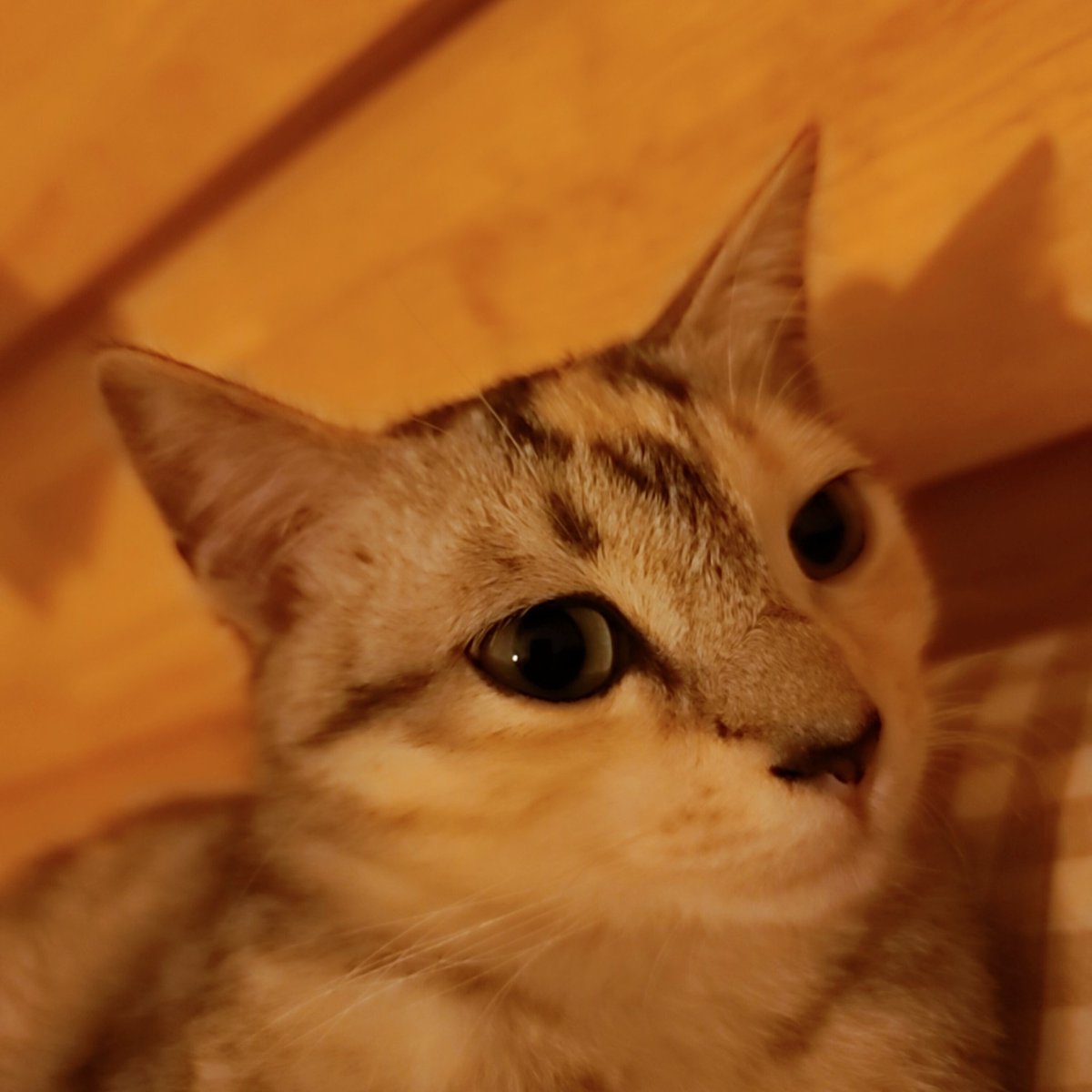 갑자기 고양이 자랑
우리 봄이 넘 귀엽쮸