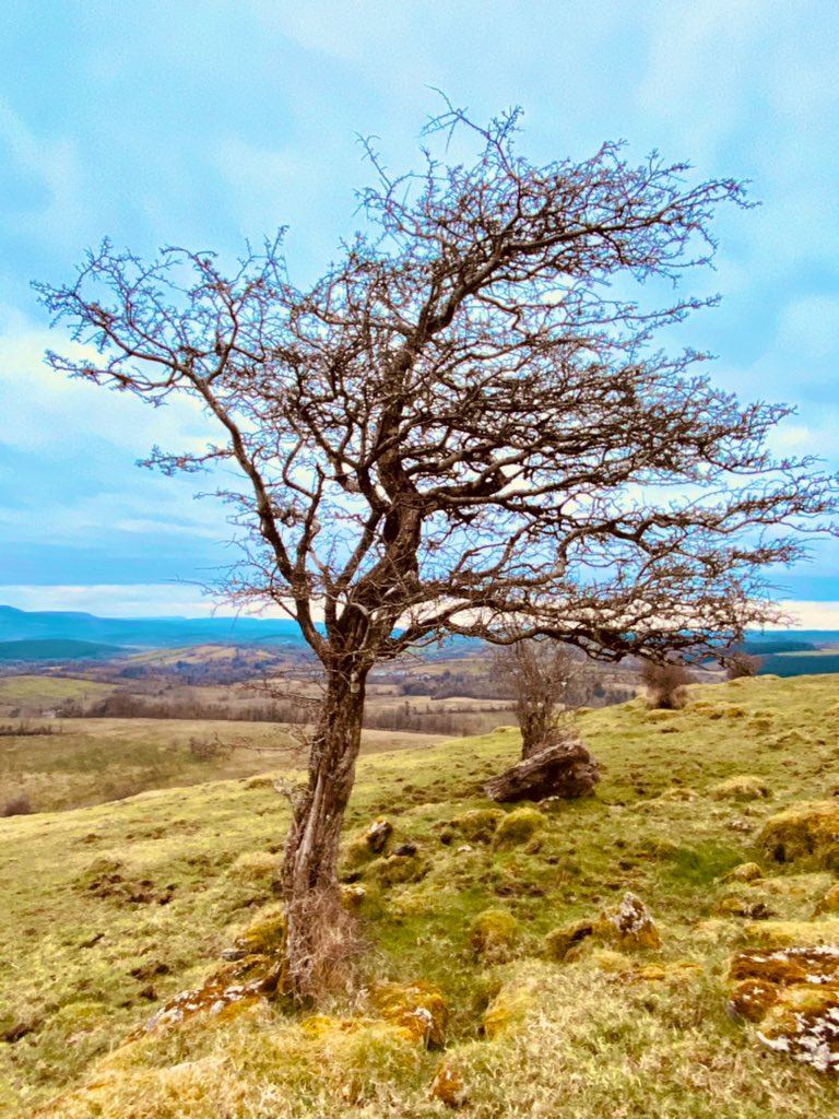 Sceach Gheal.
I’m working on a great project with trees in Leitrim at the moment and the tree alphabet. #ogham 

leitrimdanceproject.com/edwina-guckian