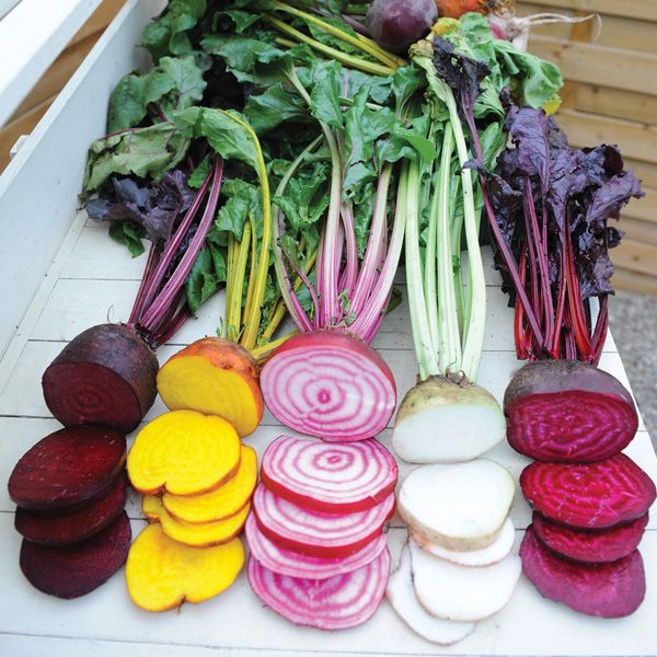 ThompsonMorgan's tweet image. Start sowing beetroot now for a regular harvest throughout summer. Read our full #gardeningguide here for more information: thompson-morgan.com/how-to-grow-be… #VegGarden #GrowingGuide #Gardening