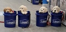 Now Hiring Part Time and Seasonal Associates. Join our Lowe’s of Aurburn Team! These pups will have their vests before we know it. Come watch them grow! #r18springhire #MissionWorkingDogs #hiring #lowescareers #Lowes #kitchendesigner #MaineJobs @LowesCareers @Lowes