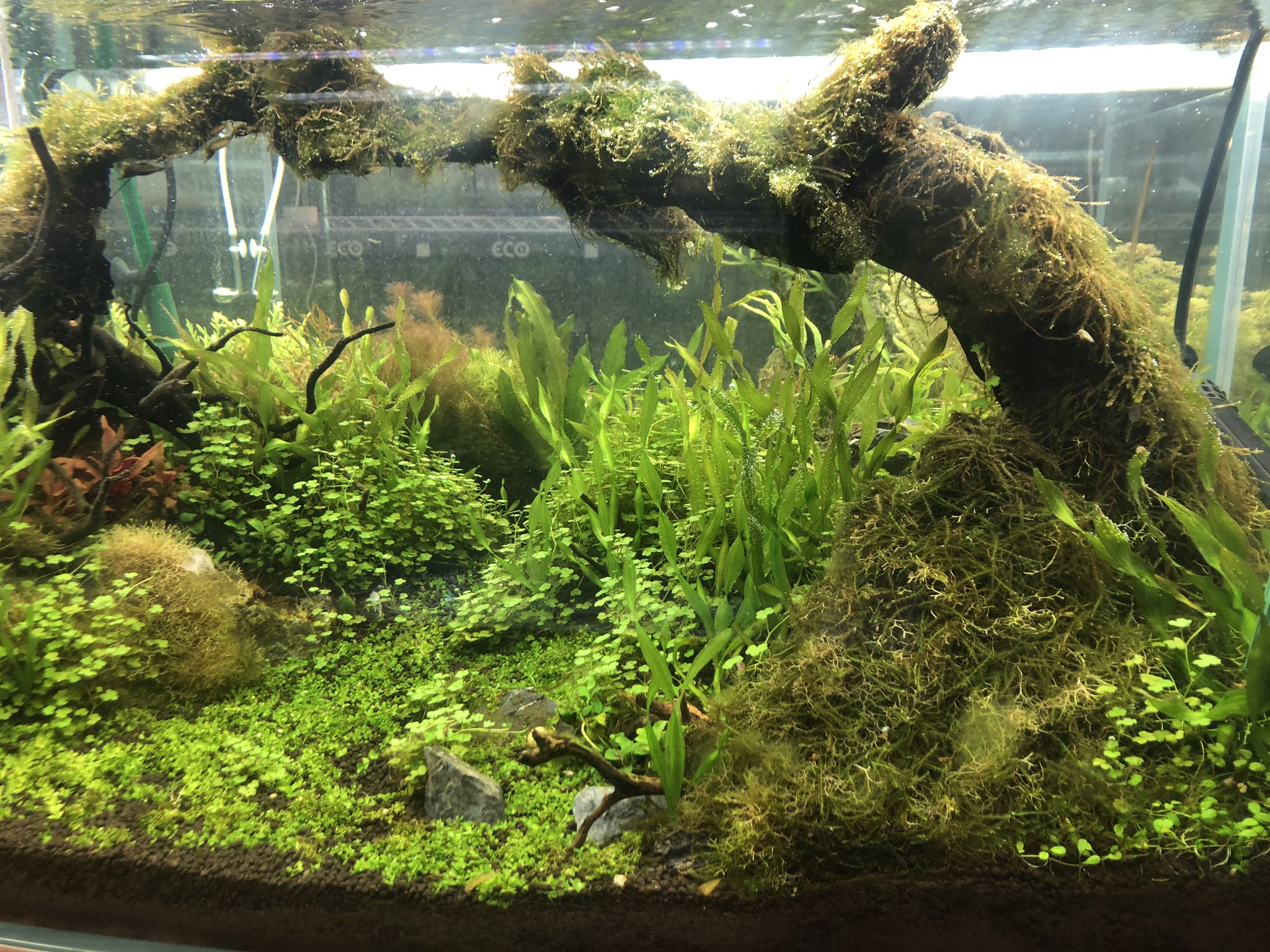 公式 Tca東京eco動物海洋専門学校 レイアウト水槽シリーズ あなたも作ってみませんか 興味のある方は T Co Mwspevfhyr Tcaeco 動物専門学校 動物 専門学校 海洋 アクアリスト 水族館 レイアウト水槽 水族館飼育員 アクア