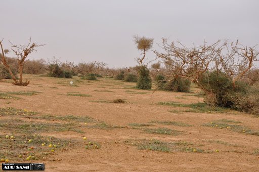 بعد التدهور الكبير والتدمير الكارثي الذي حدث للصمان وفياضه اخيرا حما الصمان اصبح قريبا ولله الحمد نشكر كل من نقل الصوره وطالب بحماية الصمان الذي يعتبر من افضل المناطق الطبيعيه في المملكه سابقا