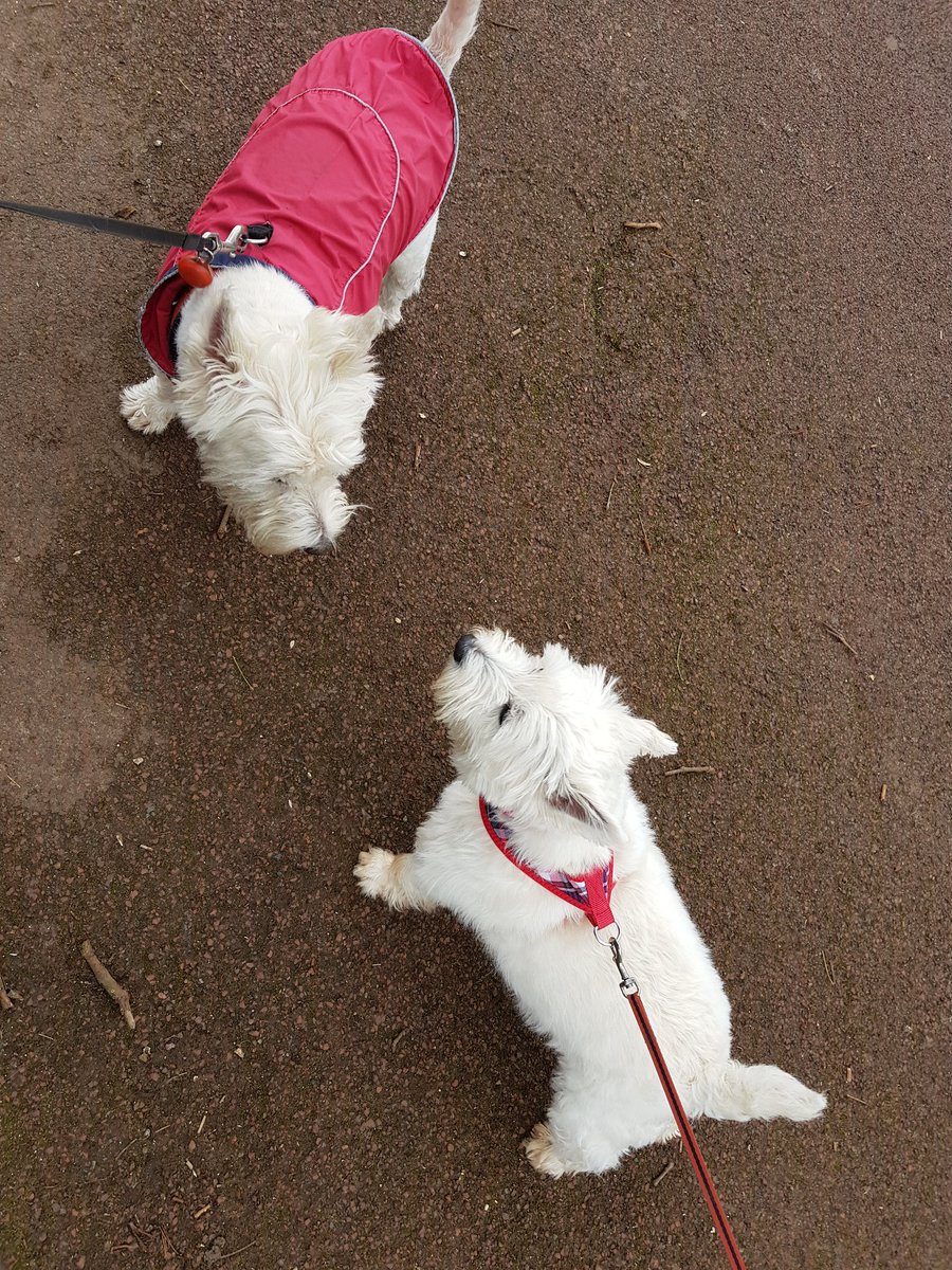 Bluemoon_Chris's tweet photo. Radley and Evie in West park @wolvesparkies #westiesofwestpark https://t.co/ID25HyreGf