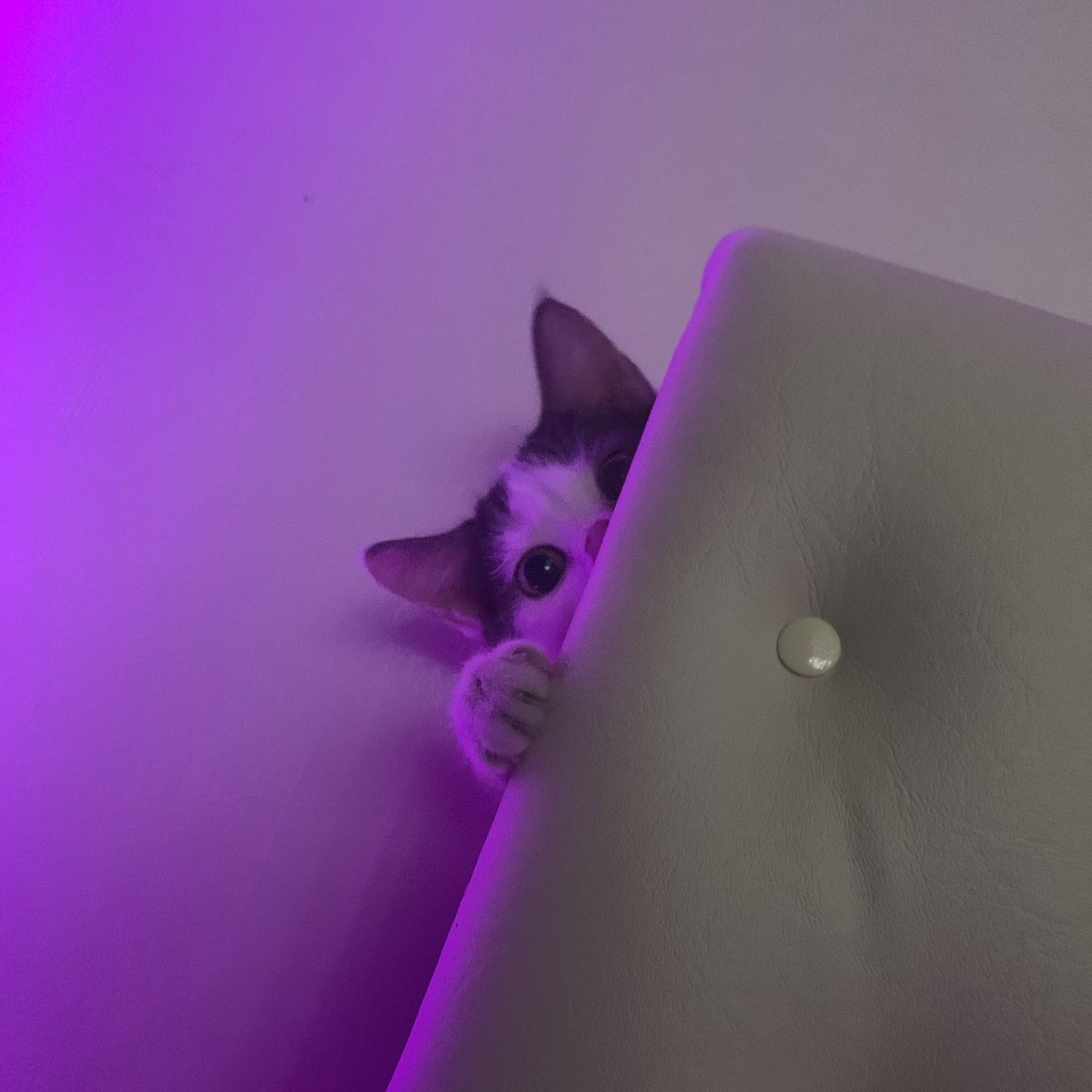 KeishaMariaa's tweet photo. peekaboo https://t.co/gr59CmcmRg