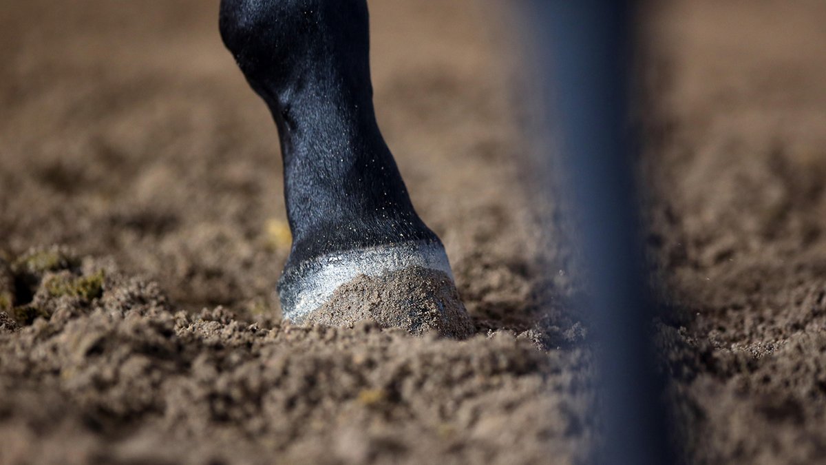 horseandhound's tweet photo. EHV: Sunshine Tour cancelled after horse shows neurological signs https://t.co/JVZHNF9X3V https://t.co/mODDbcsPis