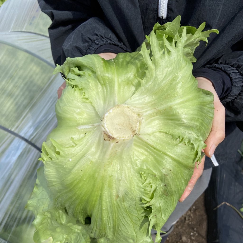 ak10chan's tweet photo. 仲里依紗ちゃんも絶賛してくれたうちのレタスのプレゼント企画🎁🥬
明日3/6で募集締め切ります！！
トップからインスタ飛べます！
色んな人に知ってほしいので
拡散お願いします☺️ https://t.co/yOt6zaZx9l