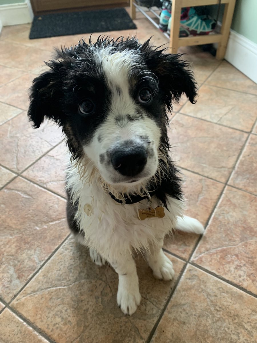 JulieHarrisonNI's tweet image. How it started.... How it’s going... 😬😬#muckmagnet #consistentperformer