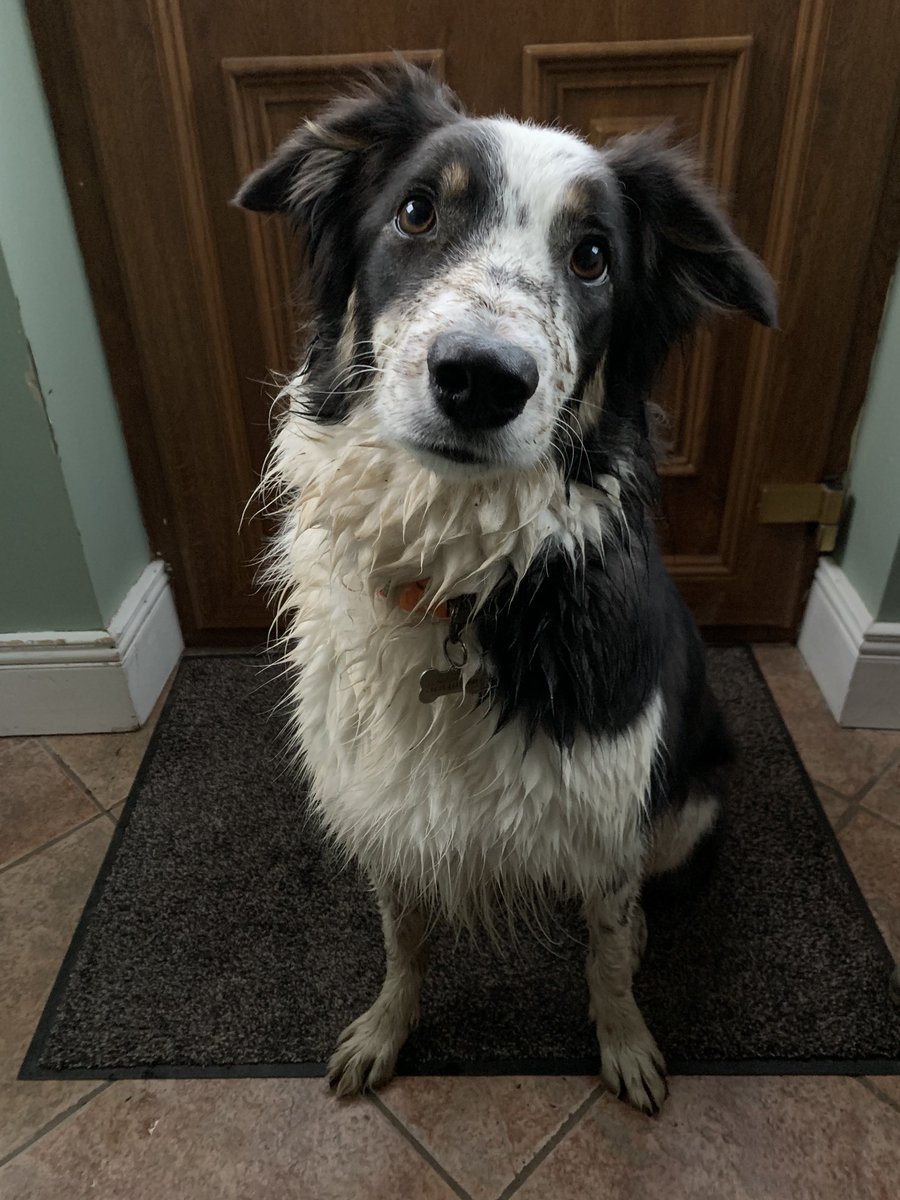 JulieHarrisonNI's tweet image. How it started.... How it’s going... 😬😬#muckmagnet #consistentperformer