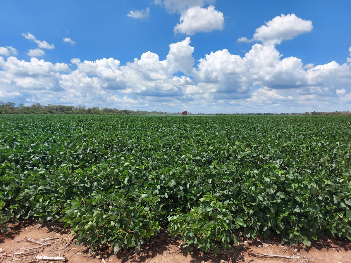 SchultzWilly's tweet image. Ensayo fungicidas Soja 20/21 
#Adama #Acadiabio #Miravisduo #Orquestaultra #Formax3