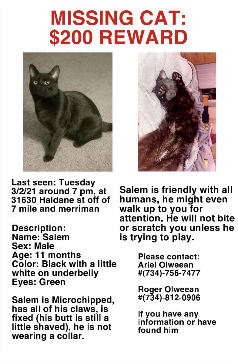 LadyGrimxo's tweet photo. Salem is still missing every rt counts plz help :( https://t.co/SeAvhMdckM