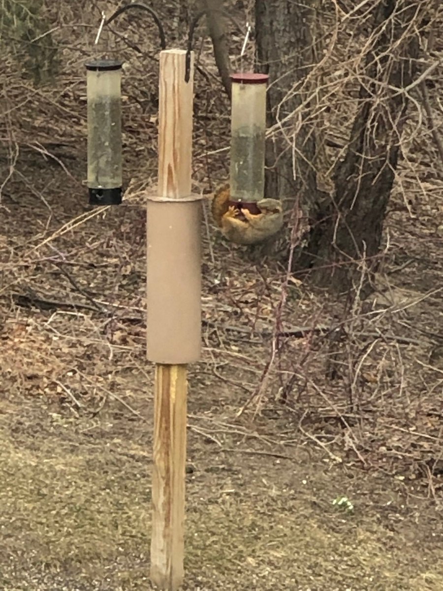 T2Designs's tweet image. Our squirrely neighbor has learned some impressive new acrobatic tricks for picking up lunch!