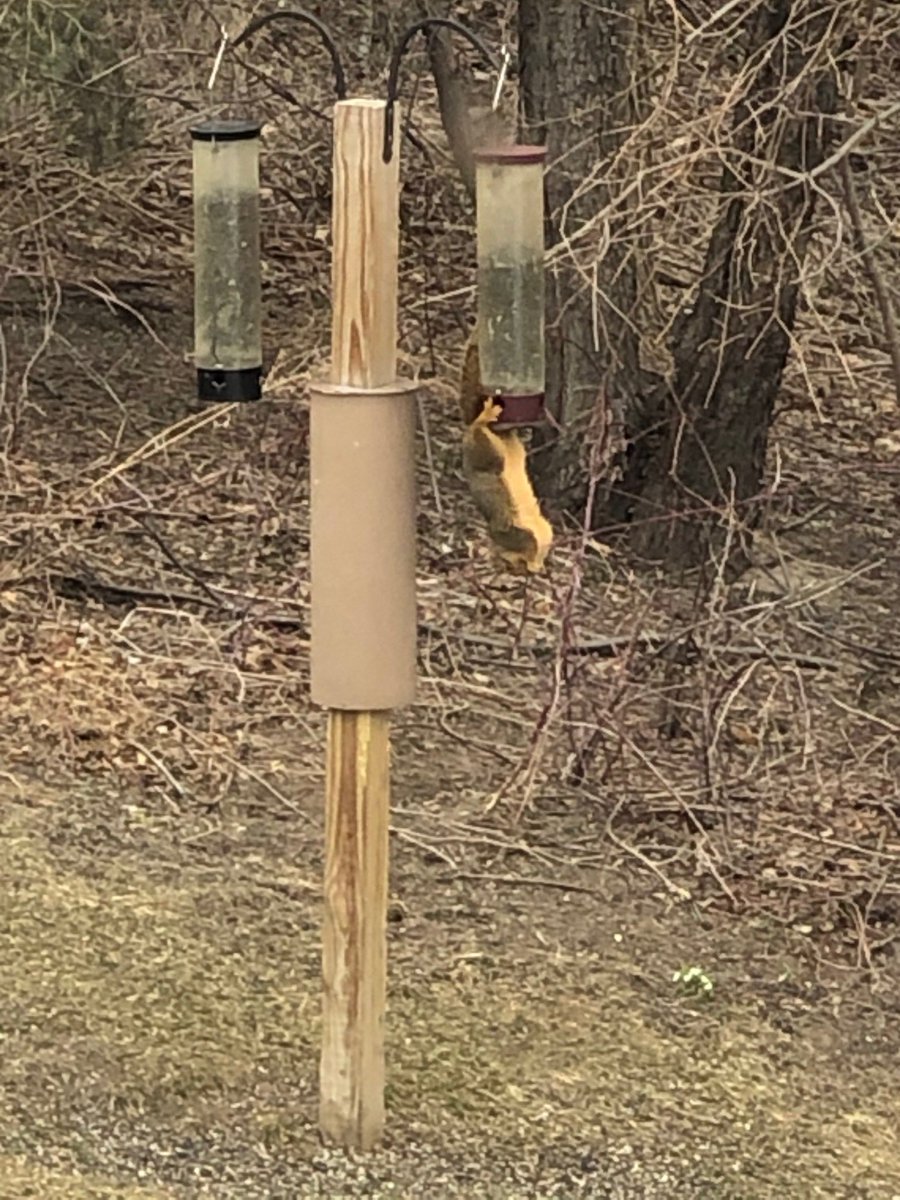 T2Designs's tweet image. Our squirrely neighbor has learned some impressive new acrobatic tricks for picking up lunch!