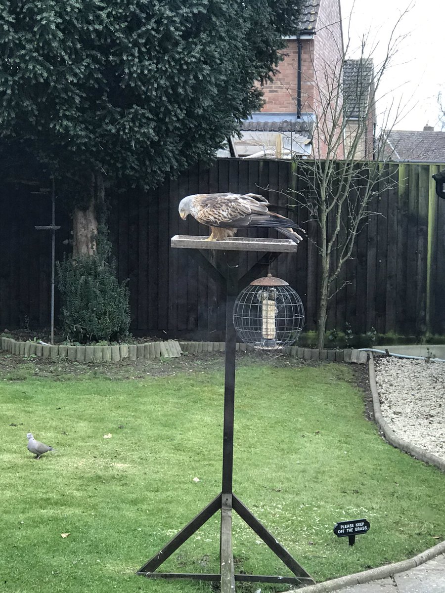 Donnapritchett7's tweet photo. @luvstogarden2 @littleclibe @LensAreLive @CanonUKandIE @Natures_Voice @WPPmagazine @Team4Nature @YorksRedKites @ThePhotoChallng @Britnatureguide @NatureUK @LGSpace @YorkshireWild1 @IoloWilliams2 @ChrisGPackham Mine today 💙💙 https://t.co/2k5bhZFuO8