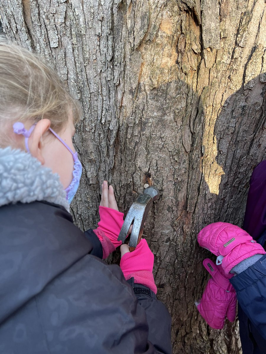 🌳 Our <a href="/DardenSBCSC/">Darden Elementary School</a> maple tree tapping has come to a close. We’ve collected sap daily these past couple of weeks and are excited to begin the process of boiling it down and then making SYRUP! 👏🏼💜<a href="/pkarban7/">patricia karban</a> <a href="/SouthBendCSC/">South Bend Schools</a>