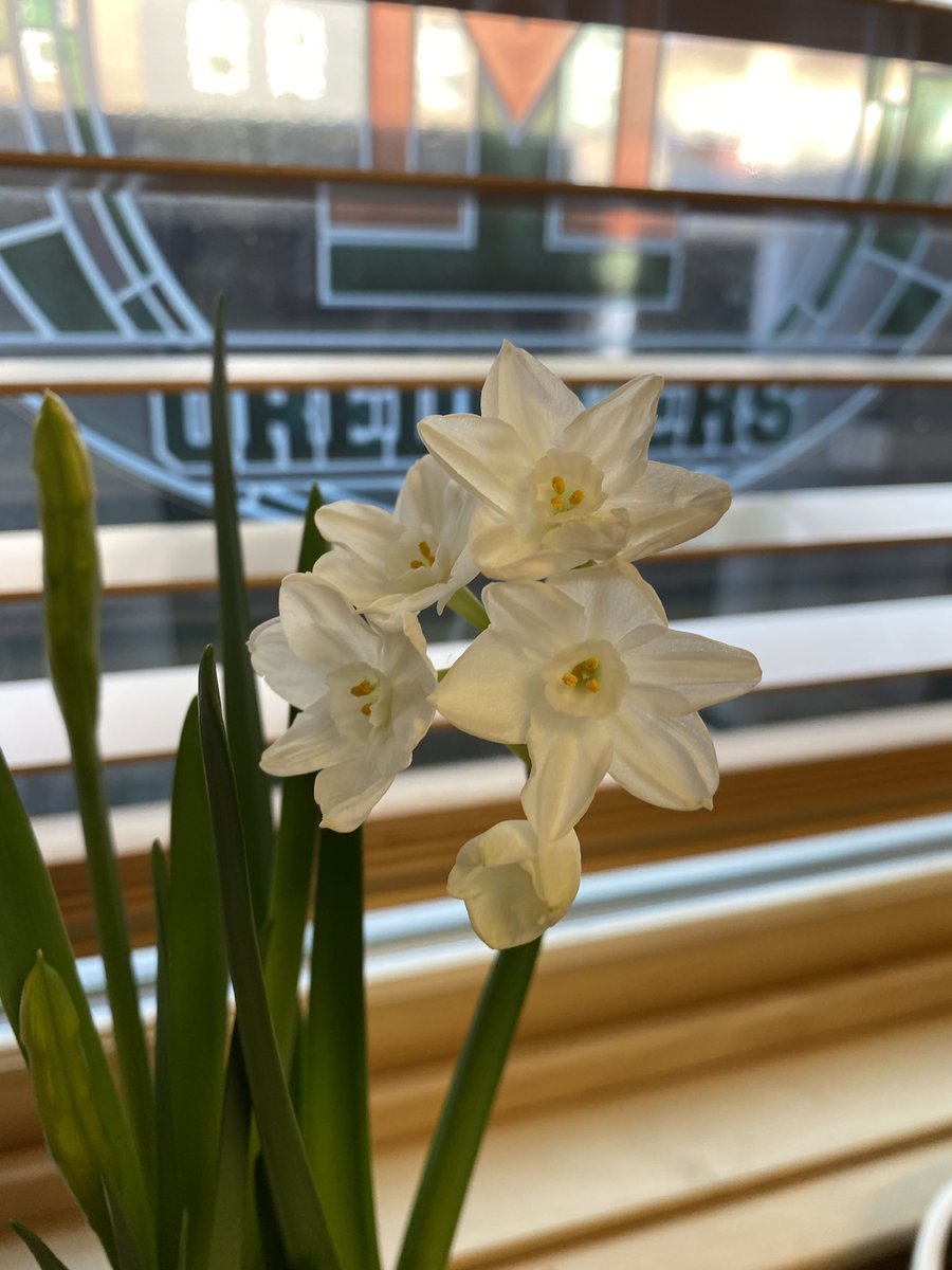 dianewarthen's tweet photo. SPRING IS COMING! It’s now light when I get to work!
#ButteAmerica #ButteMontana #PrayingMom #spring #BulbForcing #paperwhite @montana_tech #MontanaTech https://t.co/uc6nH62pfZ