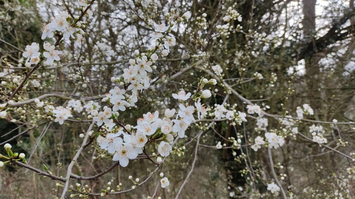 #spring #growth #oxleaswood #flowers