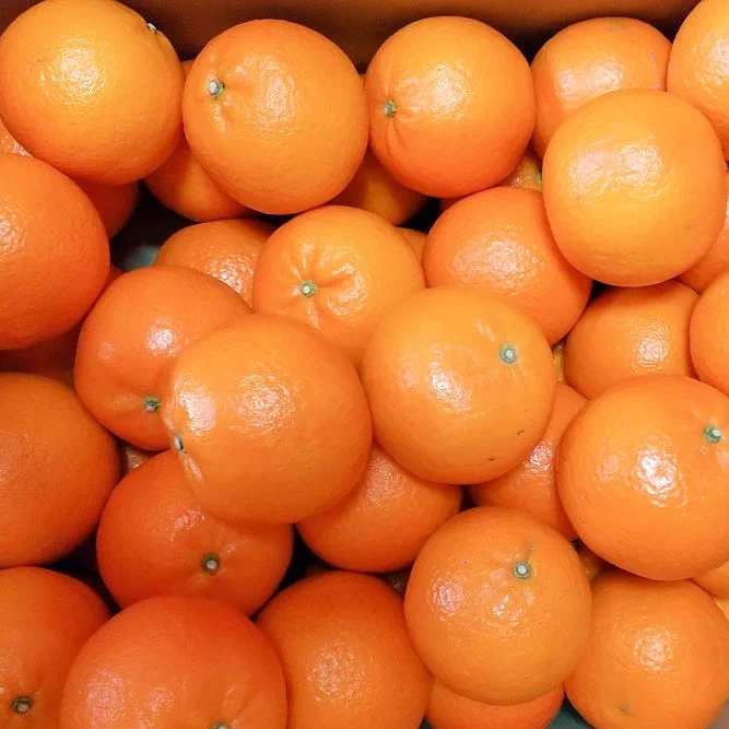 @mococo321 九州の親戚作の蜜柑🍊(デコポン・たんかん・せとか・金柑)がどれも甘く有り難いです🥰 