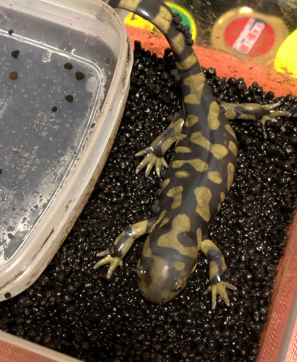とみー 亀が好きな人 誤飲したものを排泄出来てからものすごい食欲が出てきたオビタイガーサラマンダー 食べすぎないように抑えながら与えています 手足を伸ばして休む姿がとても可愛い 何度か脱皮をして模様が綺麗に出てきました とみー 亀が好きな人 誤飲したものを排泄出来てからものすごい食欲が出てきたオビタイガーサラマンダー 食べすぎないように抑えながら与えています 手足を伸ばして休む姿がとても可愛い 何度か脱皮をして模様が綺麗に出てきました
