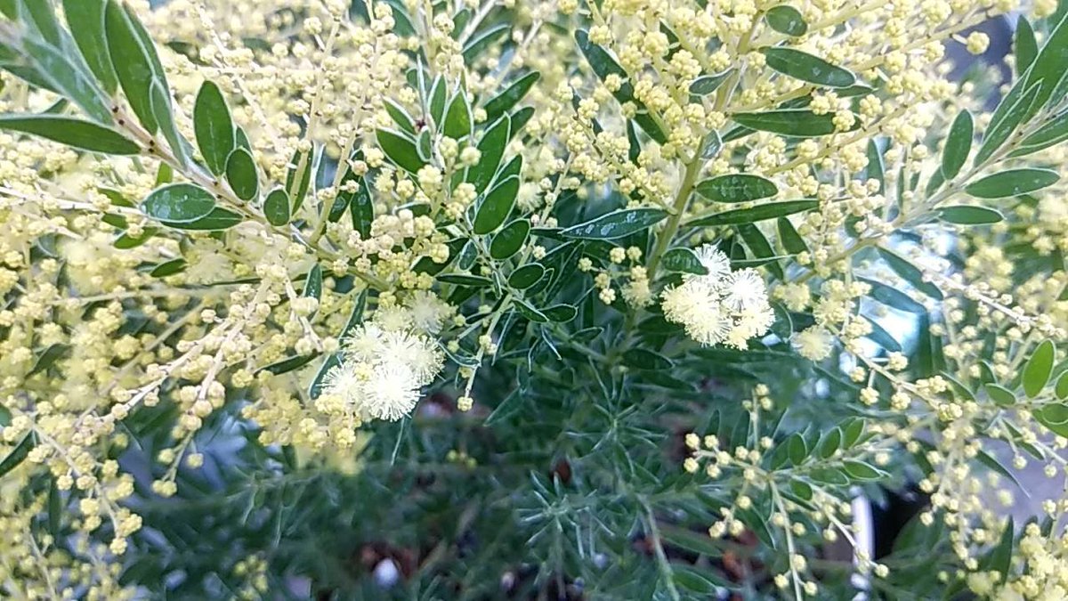 Mona Garden 中西園芸 ミモザ テレサ ミモザの矮性種です 背は低く こんもりとした様相です 花は同じく黄色で 蕾もたくさんついています