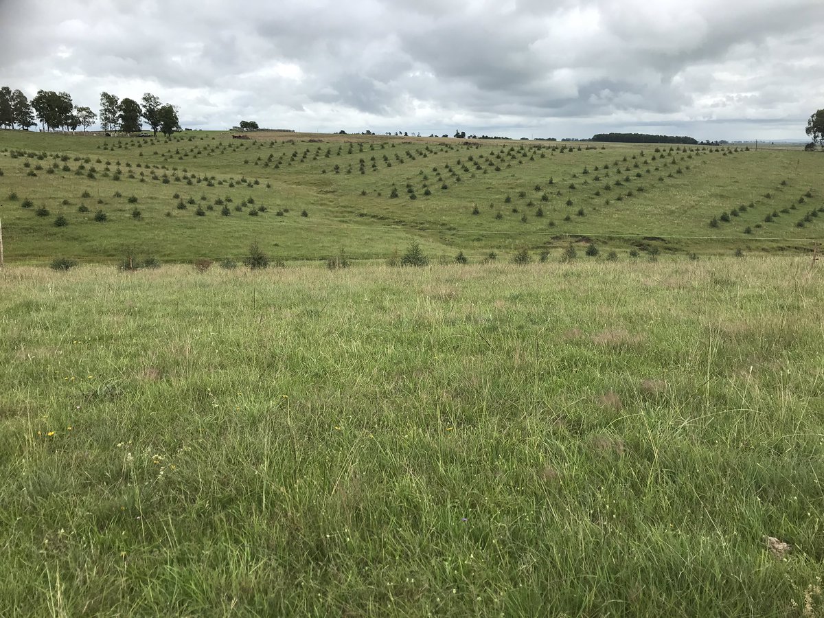 Pablofranjeado's tweet image. Medición de electro conductividad en plataforma experimental de silvopastoreo, una herramienta de alto potencial para entender variabilidad espacial. @FagroUdelar #agroforestry #soils #spatialvariability