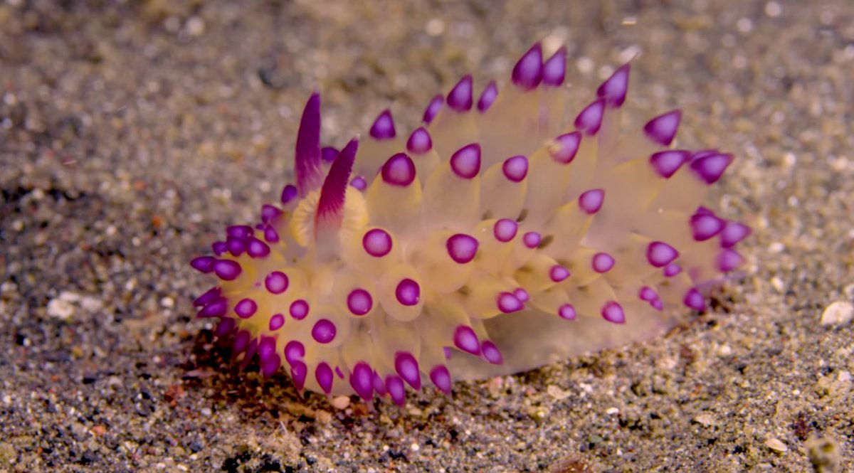 MEarlington04's tweet photo. Sea slug is a common name for some marine invertebrates with varying levels of resemblance to terrestrial slugs. Most creatures known as sea slugs are actually gastropods, they are marine gastropod mollusks that over evolutionary time have either completely lost their shells. https://t.co/cnGLrAFgIz