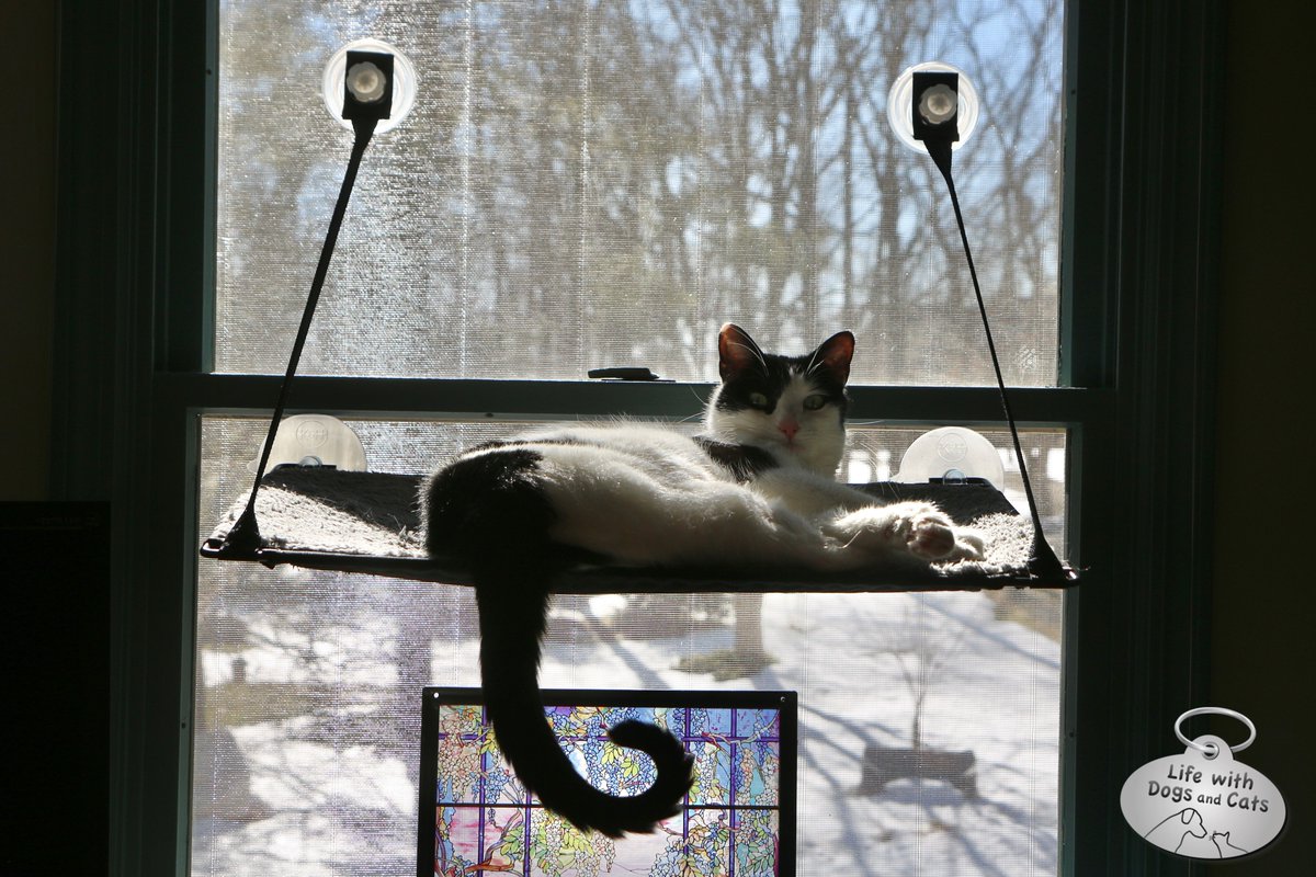 WithDogsAndCats's tweet image. Her place in the sun. I think I may be jealous of my cat. #happycat #warmcat #windowcat @khpet