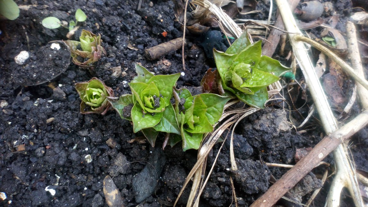 gardenjoan's tweet photo. Hablitzia Tamnoides waking up from winter https://t.co/akPXBrTByp