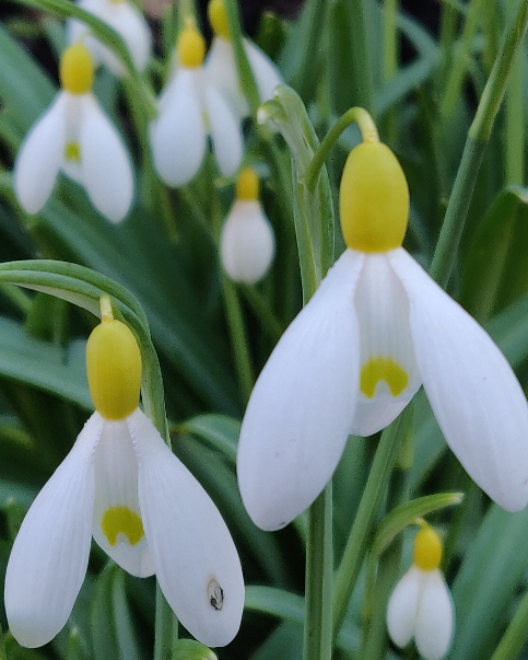 _ForestSchool's tweet photo. Amazed what we noticed when time is given to stop and really look. 
--
🚸'Aren't they normally green at the top of the flower...?'
--
Don't just go for a walk, look where you are going 👍🌳
--
#letsinspiretogether #forestschool #cotswolds #snowdrops #colours #outdoorlearning https://t.co/W8LKqYt9rZ