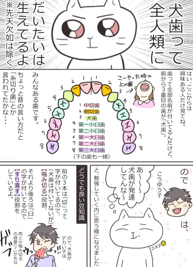 どうでもいい話の漫画です。
犬歯って……八重歯って……。

#絵日記 #イラスト #漫画が読めるハッシュタグ 