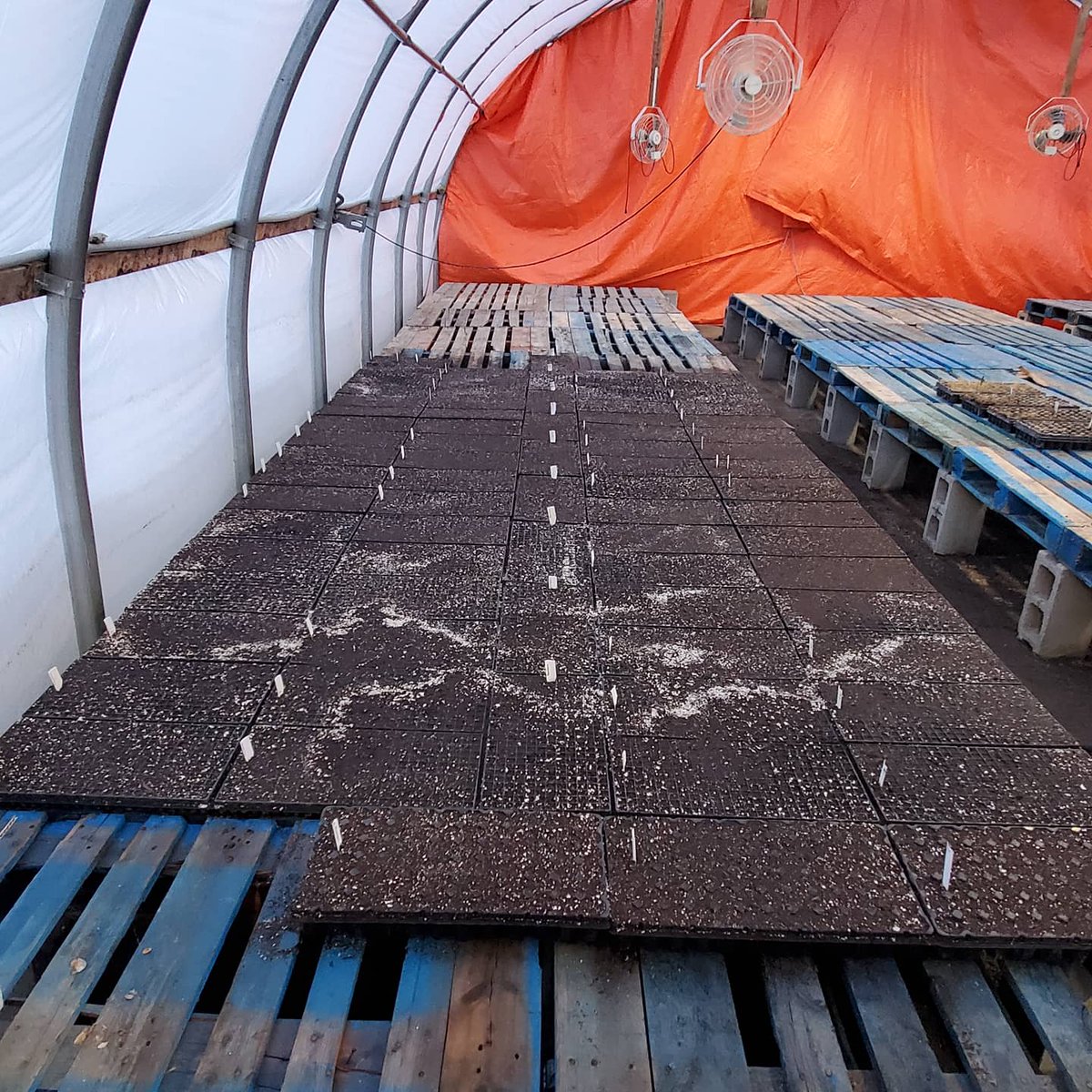 FosterFamFarm's tweet photo. People always ask me "what do you do in the winter"?

Today #Plant2021 continued. Today we are #Planting more #Onions. All of our #Tomatoes and #Peppers are #Planted.

What is your favorite #Vegetable?

#BuyLocal #BuyFresh #Ottawa #SafeAndNutritiousFood #CSA #SafeHealthyFood https://t.co/iKG7J2YbGq