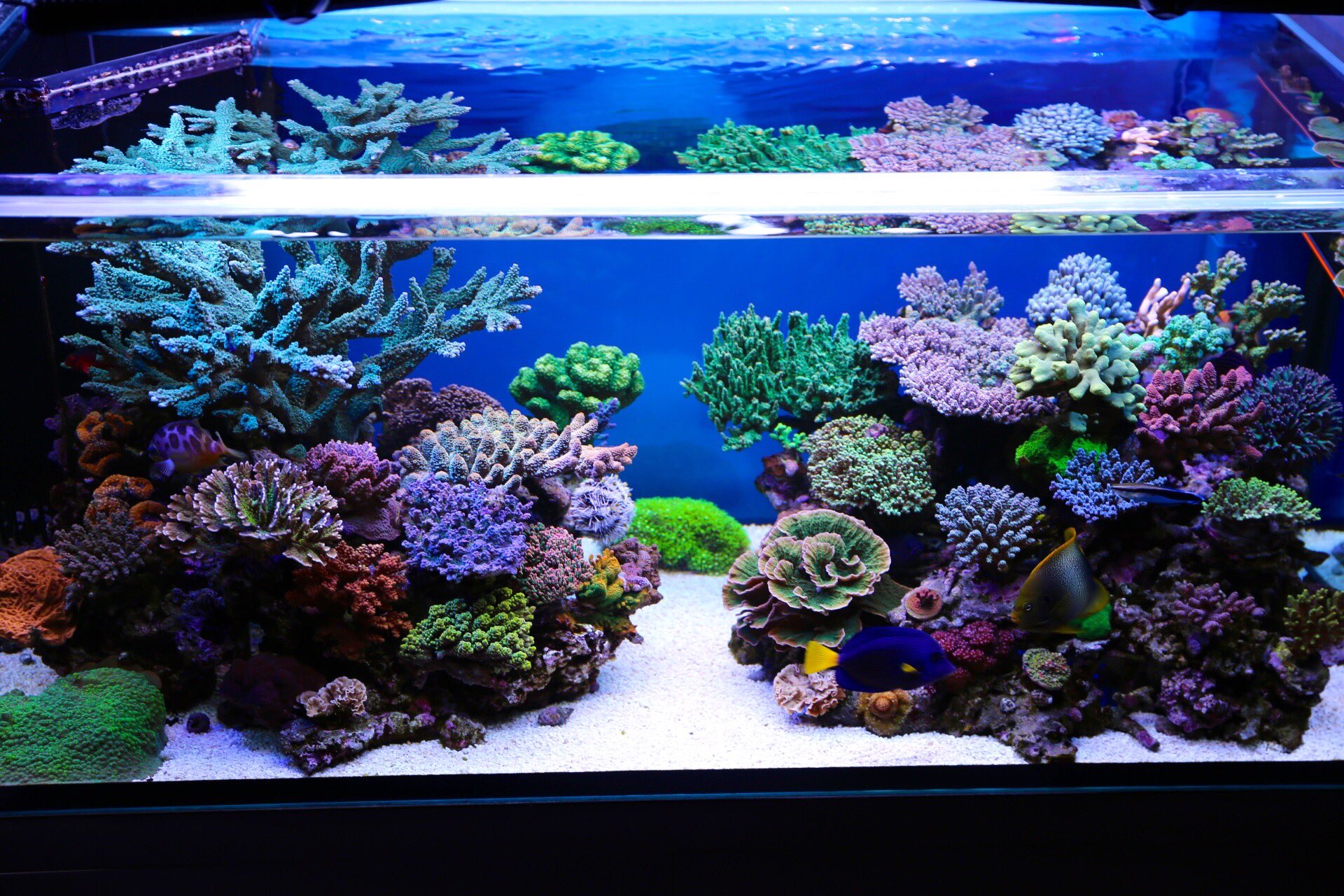 Reef Reeflucy Twitter