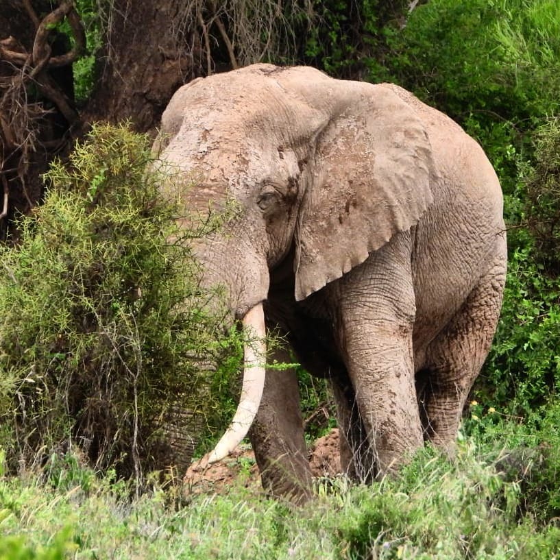 Robtheranger's tweet photo. An Amboseli tusker #elephant
#nowfilming
#zebraplainsmoments
#zebraplainscollection
#zebraplainsamboseli
.
.
.
.
.
#elephantsofinstagram #instaelephant #animalpolis #africanimals #africansafari #kenyansafari #ig_africa #igscwildlife #wildlife_perfection … https://t.co/KTDfQgNjKU https://t.co/ctx3uVwsWR