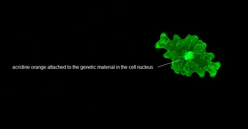 MoticEurope's tweet photo. #Desmids are unicellular micro-organisms belonging to the green algal families of Mesotaeniaceae and Desmidiaceae.
🔬 Willem Cramer with #Motic BA310E & #Moticam
#MoticEurope #Microscopy #Science #Desmid #Algae #Fluorescence #Freshwater #BlogPost