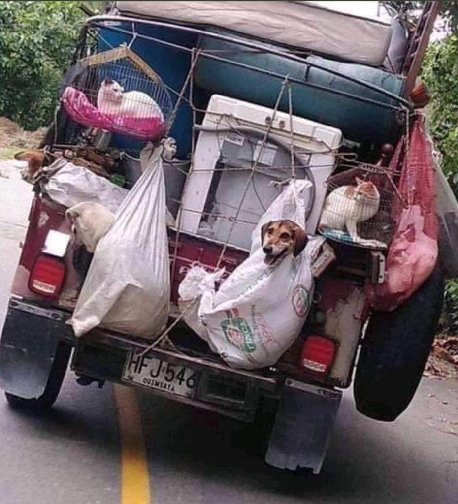 OscarVillamiz's tweet photo. La tenencia responsable de #mascotas carece de legislación y reglamentación, por esto el descuido, abandono y maltrato animal es el pan de cada día en nuestro #país. Con la #LeydeMascotas buscamos poner fin a esta problemática. #MiMascotaMiFamilia 

@CeDemocratico @CaracolBga https://t.co/C3RHMdXQ6S