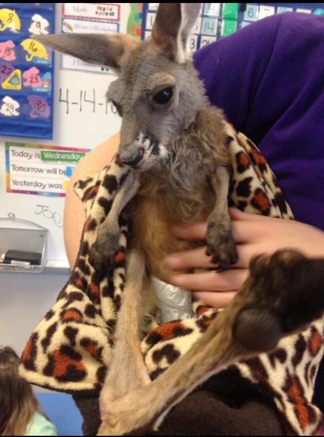 Baby Kangaroo Diaper