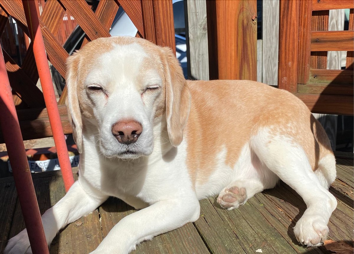 harrietschwartz's tweet photo. Looking for the spring in #SpringBreak #TobytheBeagleTA #ProfDogs #beagle #TeachersPet #HigherEd #Tenure4Toby #DogsofInstagram @BeagleFacts #StayConnected #ConnectedTeaching https://t.co/3crILK5ySa