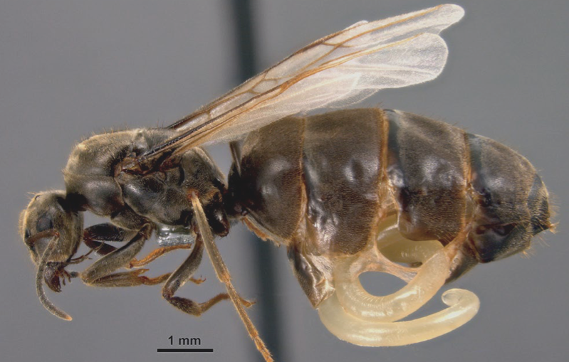 AliceLaciny's tweet photo. New review paper on #ants and #parasites – a thread 
🐜🦠🪱👩‍🔬
This week, my literature review on parasite-induced morphologies in ants &amp; their relevance in the #EcoEvoDevo framework was published in @EvoDevo_BMC as part of the EcoEvoDevo paper collection 
https://t.co/1U3T3soHvZ https://t.co/9753bkz2D2