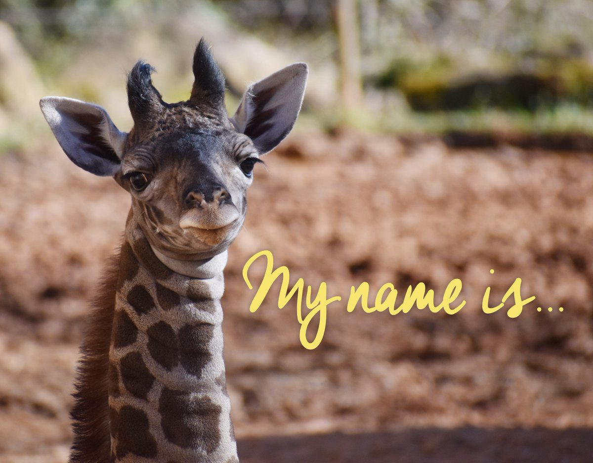The right to name the Greenville Zoo’s newest giraffe is up for bid! The winning bid includes naming rights, a behind-the-scenes tour, &amp; a keeper talk to meet the giraffe calf. This is your chance to name a special zoo animal &amp; support the zoo! 

Bid now: bit.ly/38bNojp