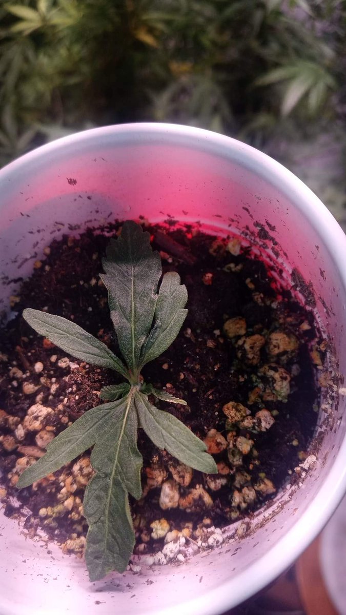 Msg banana durban auto topped herself