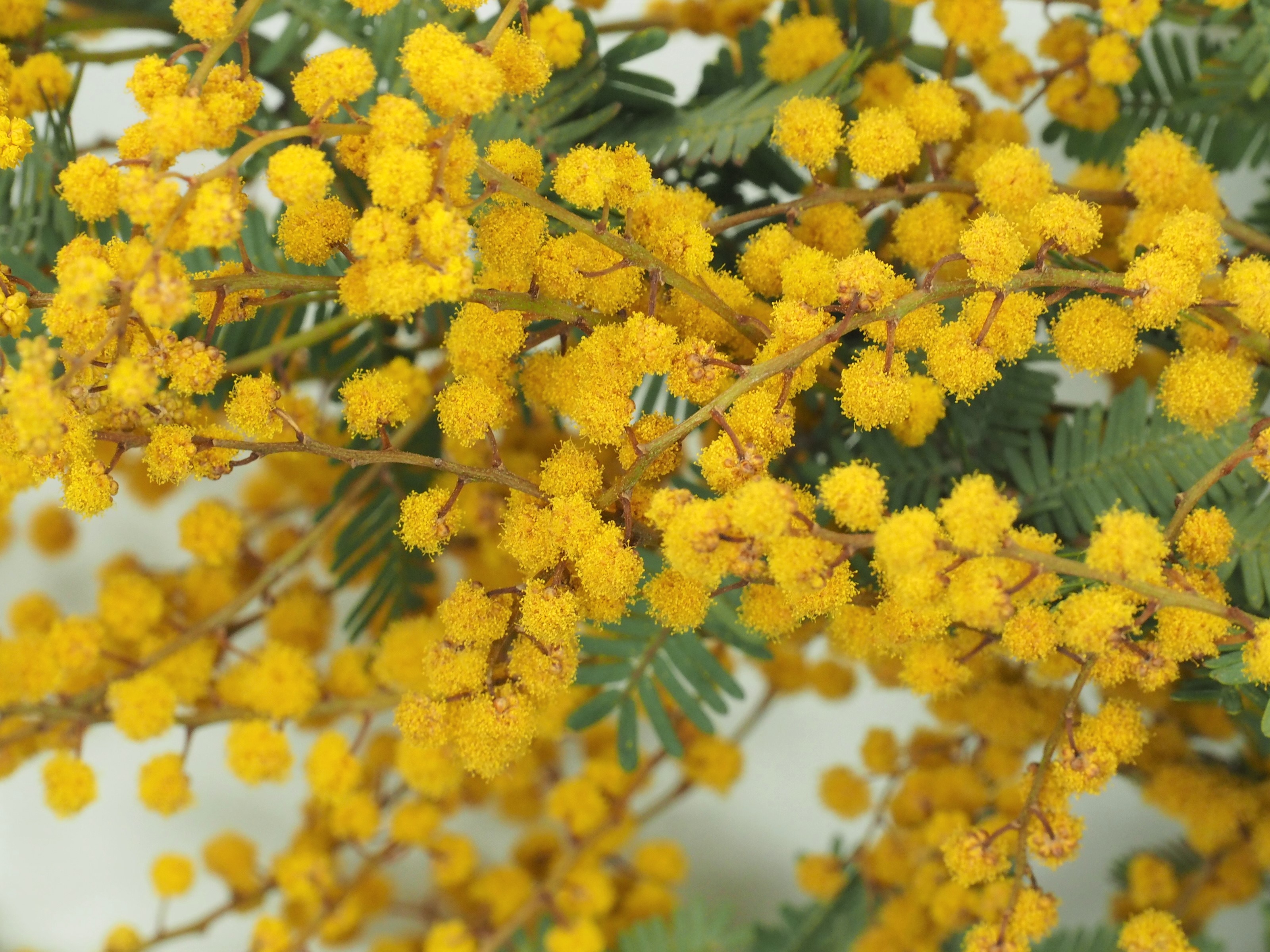 石原悠一 Yuichi これは ミモザ の花炭 ミモザみたいな花は 花炭にし易い だって そのままドライフラワーになるくらいだもんね 花炭を焼くときに僕が楽しみにしているのは匂い 花によって煙の匂いが全然違う 花炭 ミモザ 炭焼き 野外