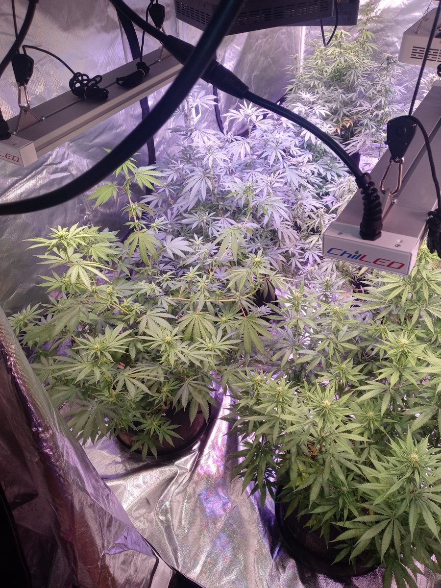 Loving their chilled x1 lights