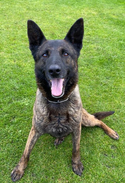 PoliceDogCooper's tweet photo. ** We Need Your Help **
Has anyone got any buildings or secure compounds that we can use with our @StaffsDogs 
We would need it for our GP and Specialist dogs to search to assist in their training. 
If you can help email joanne.willis@staffordshire.pnn.police.uk.
Thank you https://t.co/ri0bvMAx2k