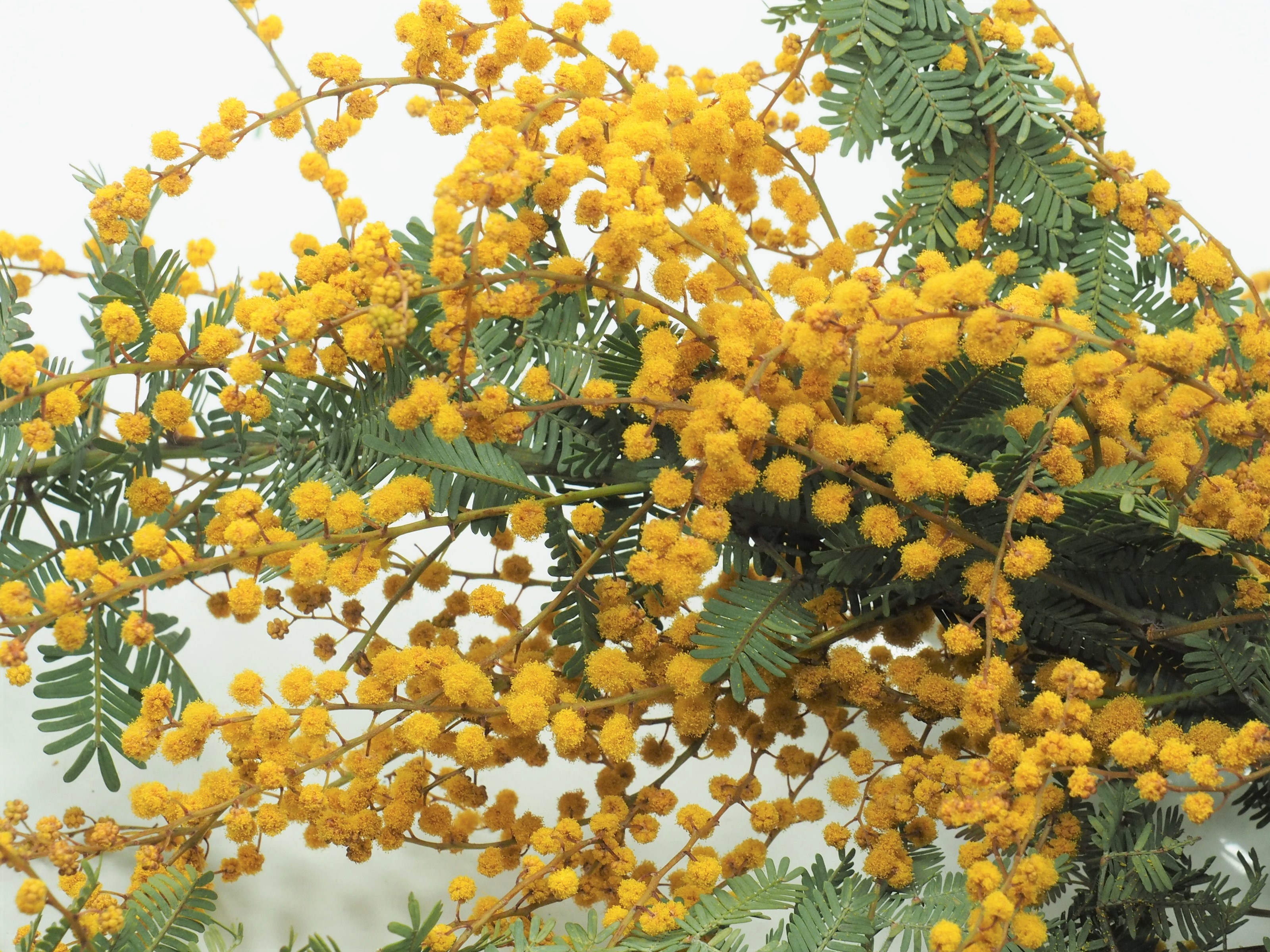 石原悠一 Yuichi これは ミモザ の花炭 ミモザみたいな花は 花炭にし易い だって そのままドライフラワーになるくらいだもんね 花炭を焼くときに僕が楽しみにしているのは匂い 花によって煙の匂いが全然違う 花炭 ミモザ 炭焼き 野外