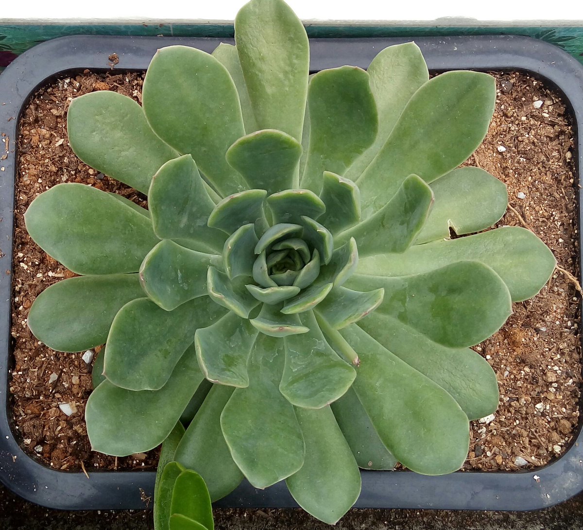 It is planted in medium-sized pots, ideal for decorating various environments. In addition, it is a lot of fun to have cultivated. #Succulents #Flowers #Art #Natural #Mexico #Brazil #hot #Decoration #Colors #MexicanSnowBall #Plants #Awesome #Beautiful #Happy #Botânico #Cuidar.