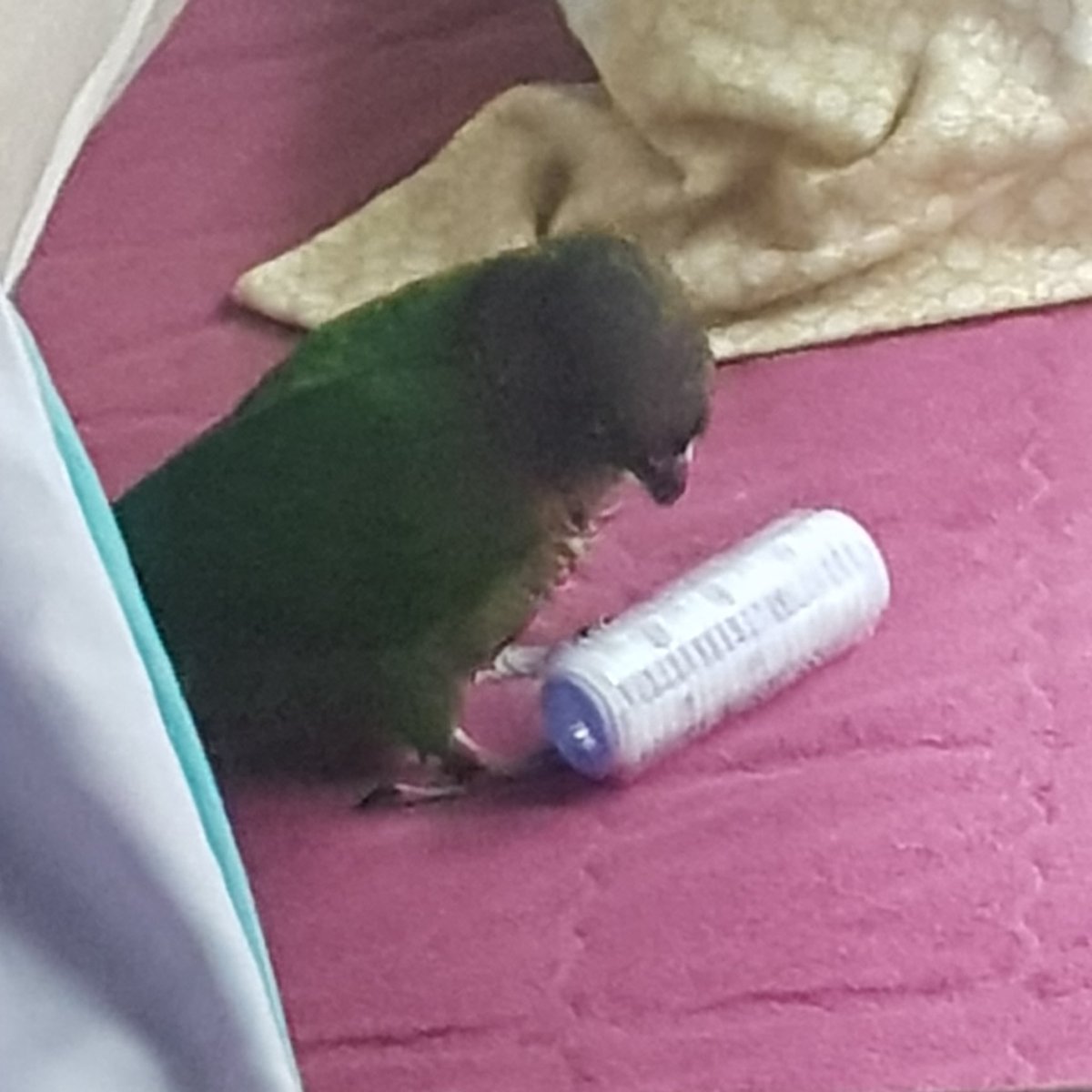 코리 : 이건 어디에 쓰는 물건인고