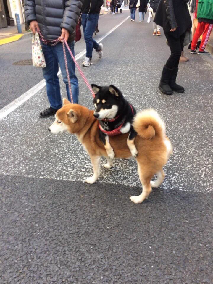 格差なのか？犬の上で一休みする犬！三茶に現るwwww